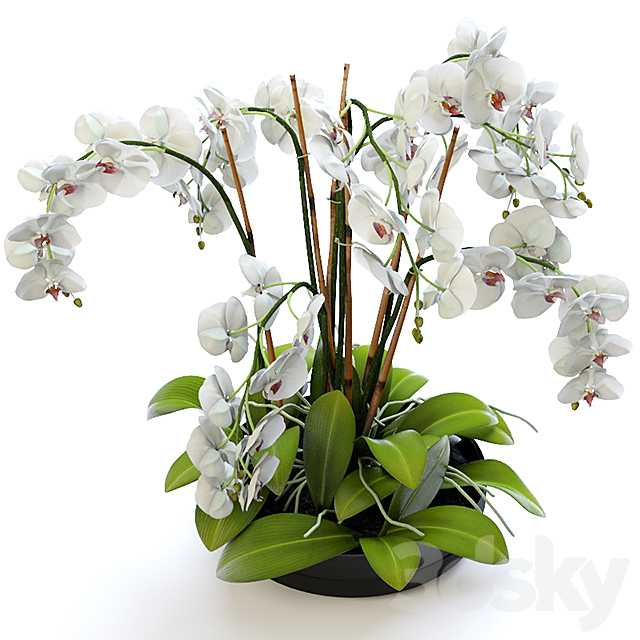 Orchid 2 3DSMax File - thumbnail 3