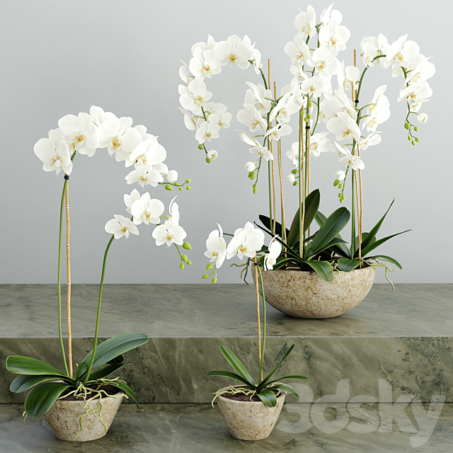 Orchid 2 3DSMax File - thumbnail 1