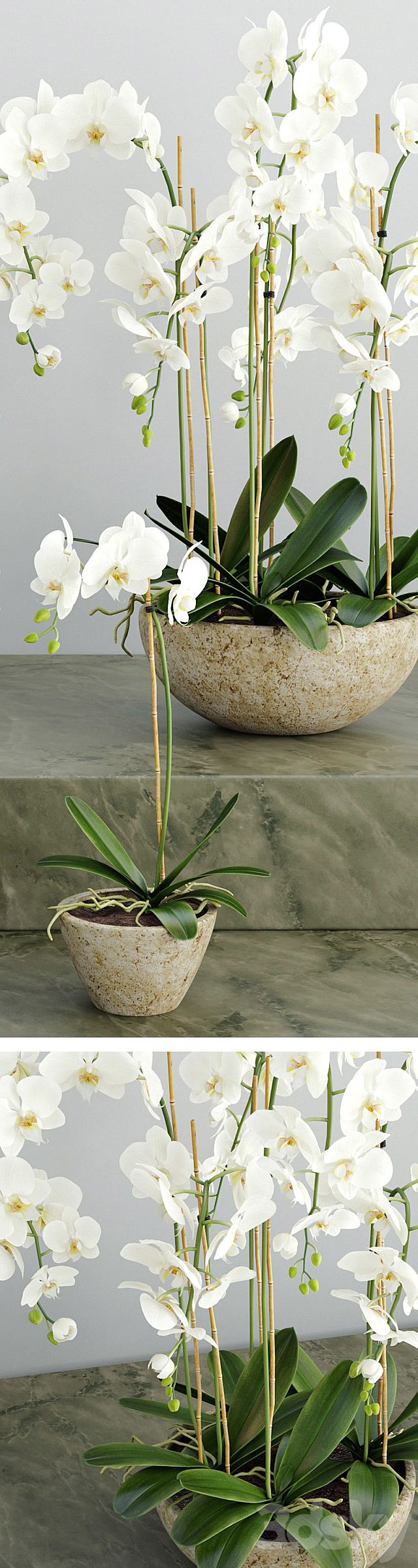 Orchid 2 3DSMax File - thumbnail 2