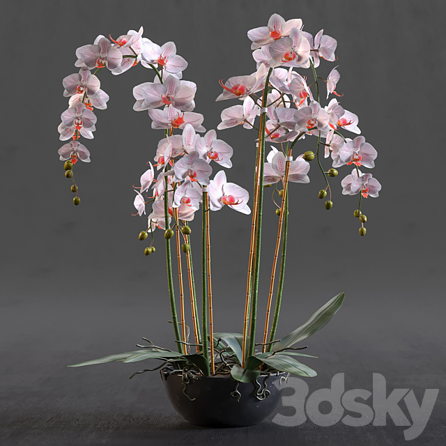 Orchid 3DS Max Model - thumbnail 1