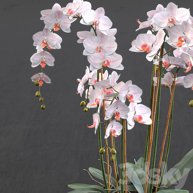 Orchid 3DS Max Model - thumbnail 2