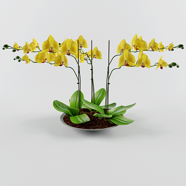 Orchid 3DSMax File - thumbnail 1