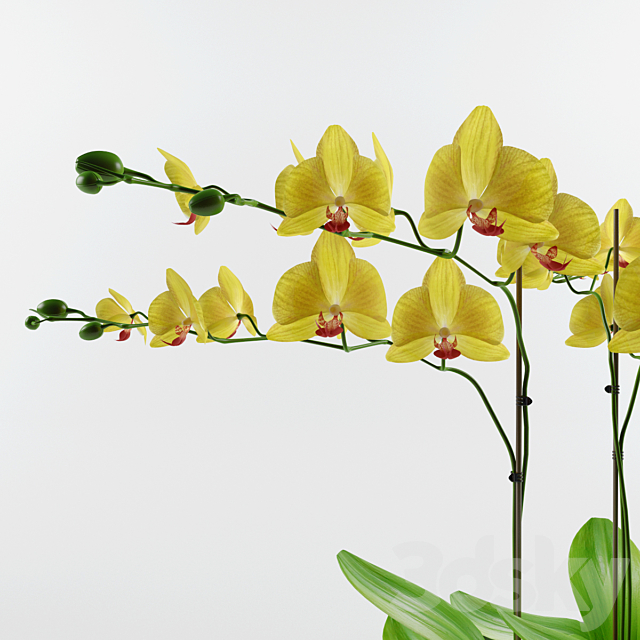 Orchid 3DSMax File - thumbnail 2