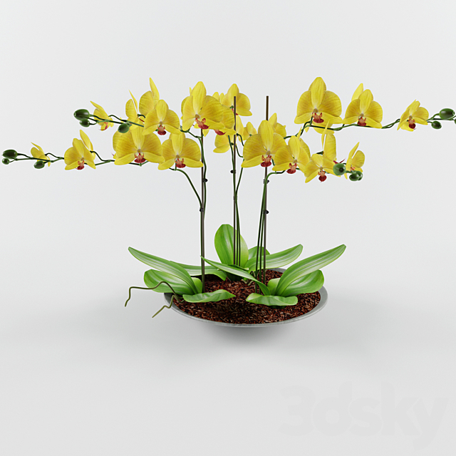 Orchid 3DSMax File - thumbnail 3