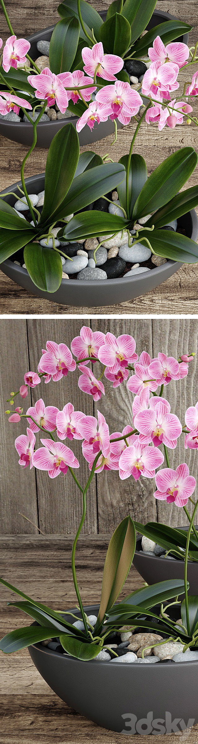 Orchid 3DSMax File - thumbnail 2