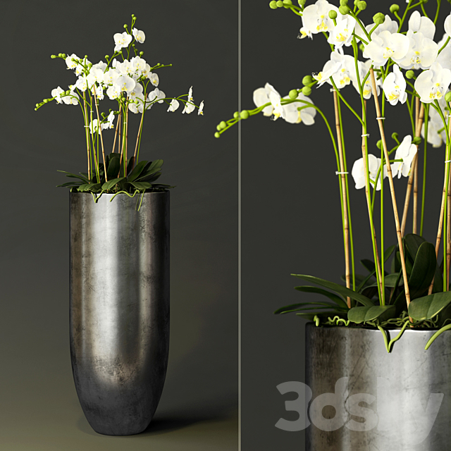 orchid 3DSMax File - thumbnail 1