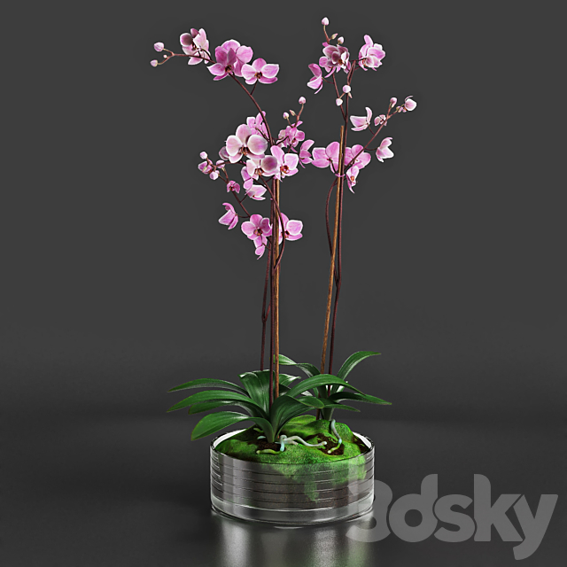 Orchid 3DSMax File - thumbnail 1