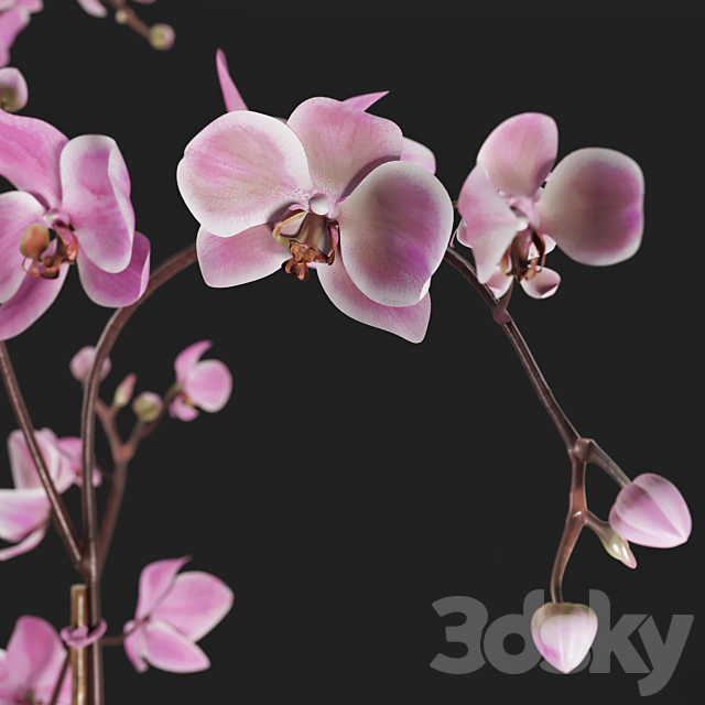 Orchid 3DSMax File - thumbnail 2