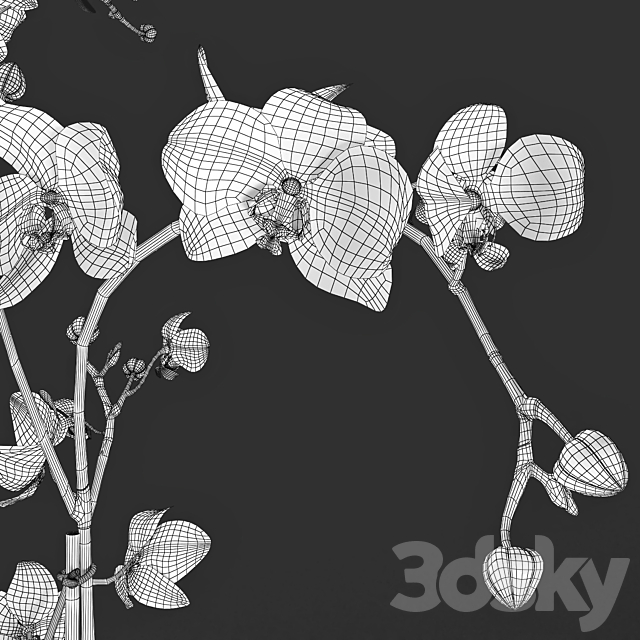 Orchid 3DSMax File - thumbnail 3