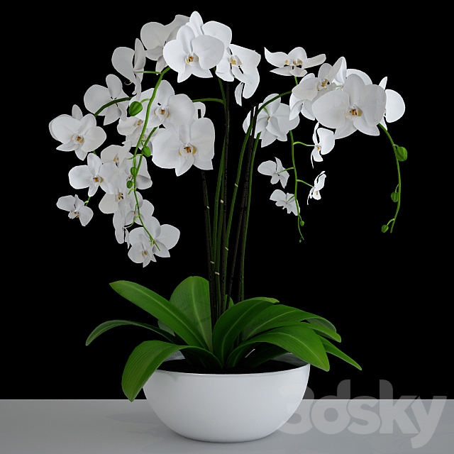 Orchid 3DSMax File - thumbnail 1