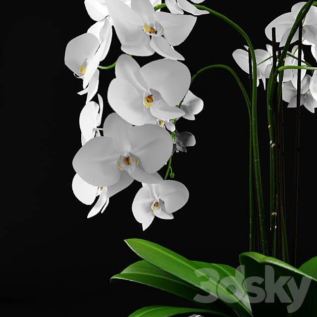 Orchid 3DSMax File - thumbnail 2