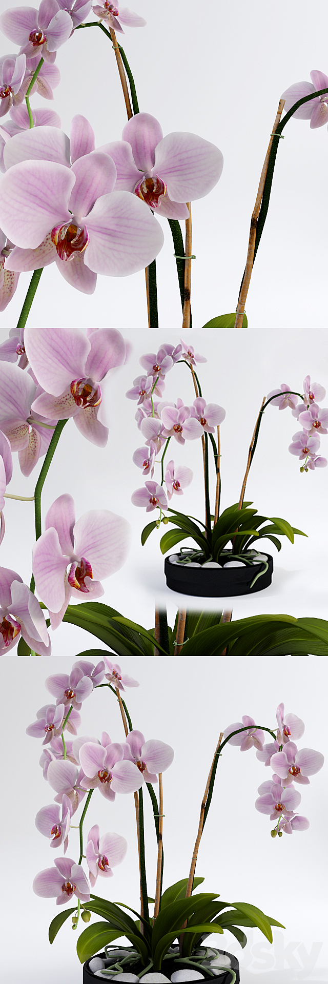 Orchid 3DSMax File - thumbnail 3