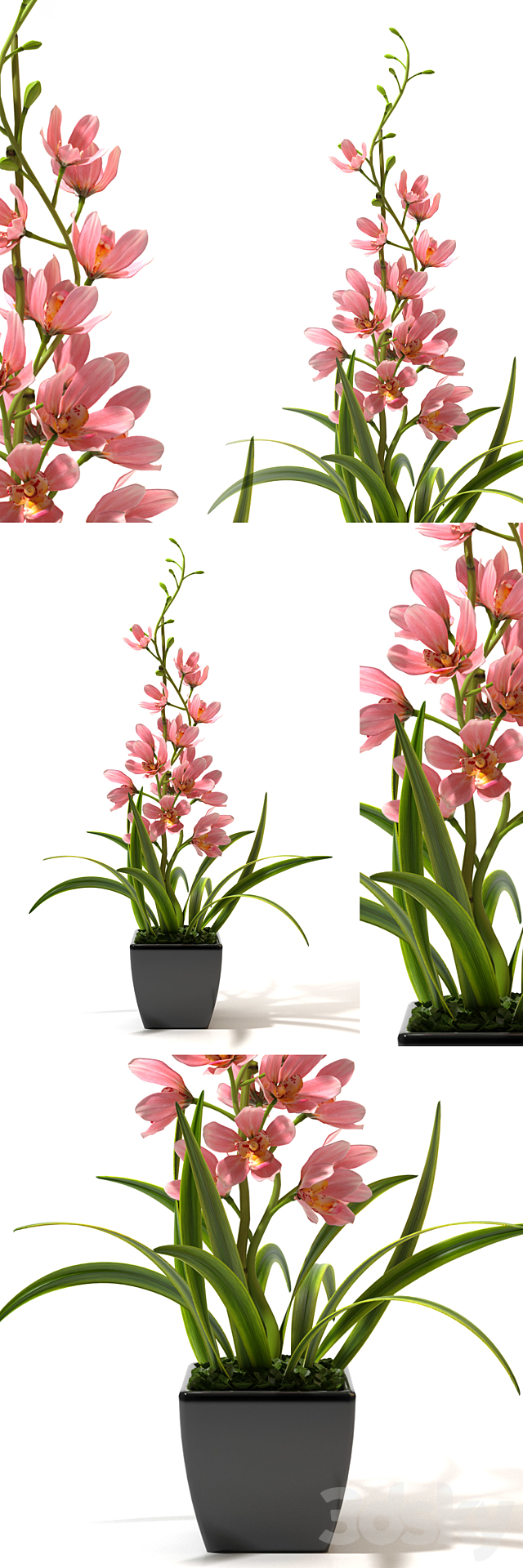 ORCHID 4 3DSMax File - thumbnail 1