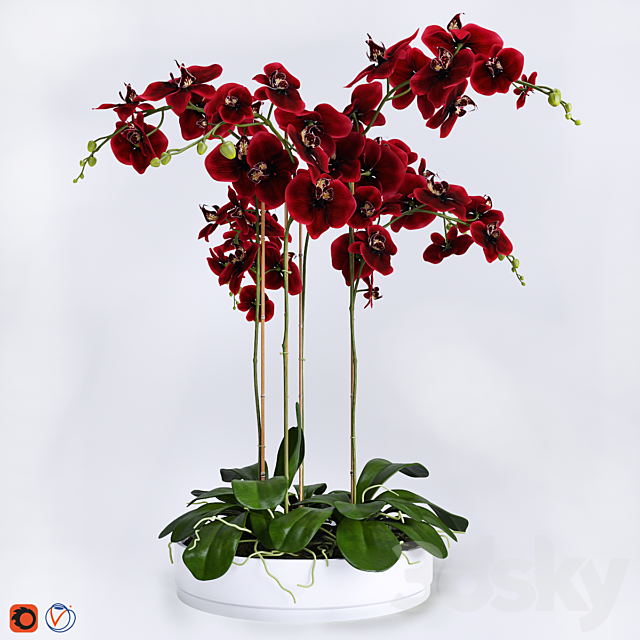 Orchid 4 3DSMax File - thumbnail 1