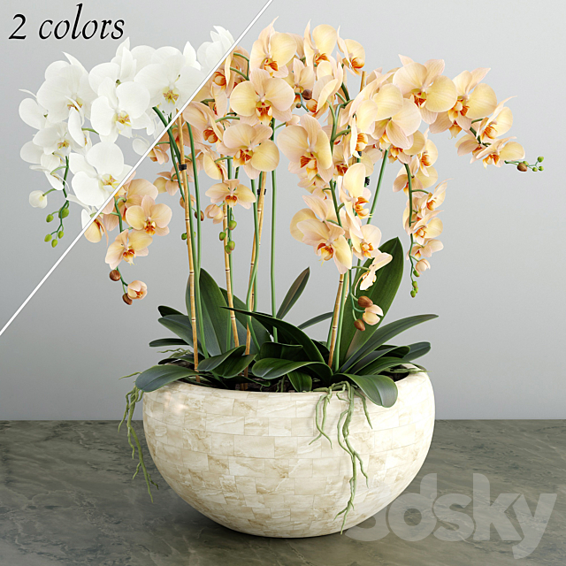 Orchid 4 3DSMax File - thumbnail 1