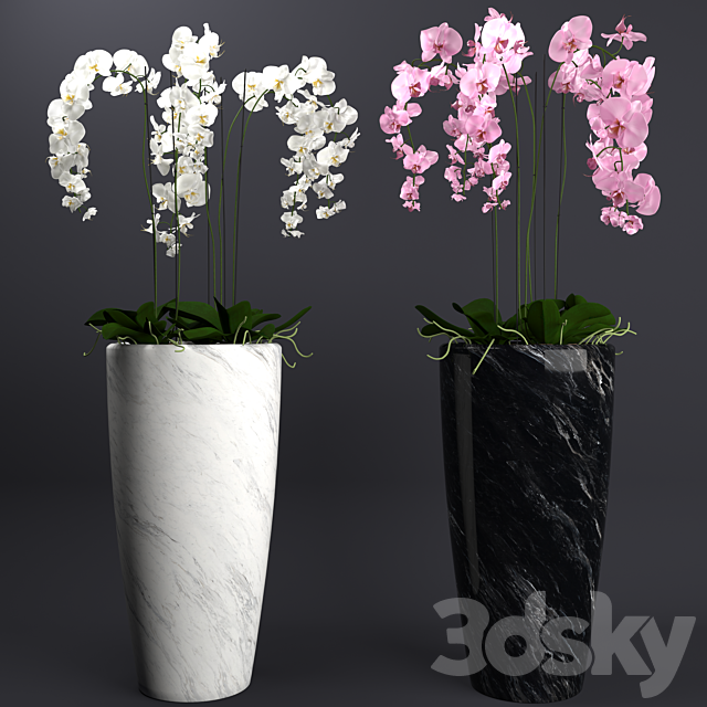 Orchid 4 3DSMax File - thumbnail 1