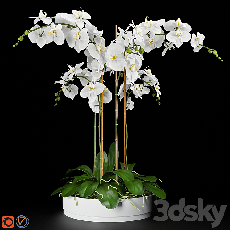 Orchid 5 3DS Max - thumbnail 1