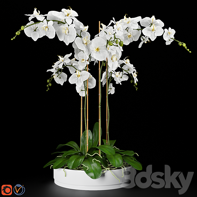 Orchid 5 3DSMax File - thumbnail 1