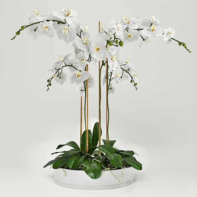 Orchid 5 3DSMax File - thumbnail 2