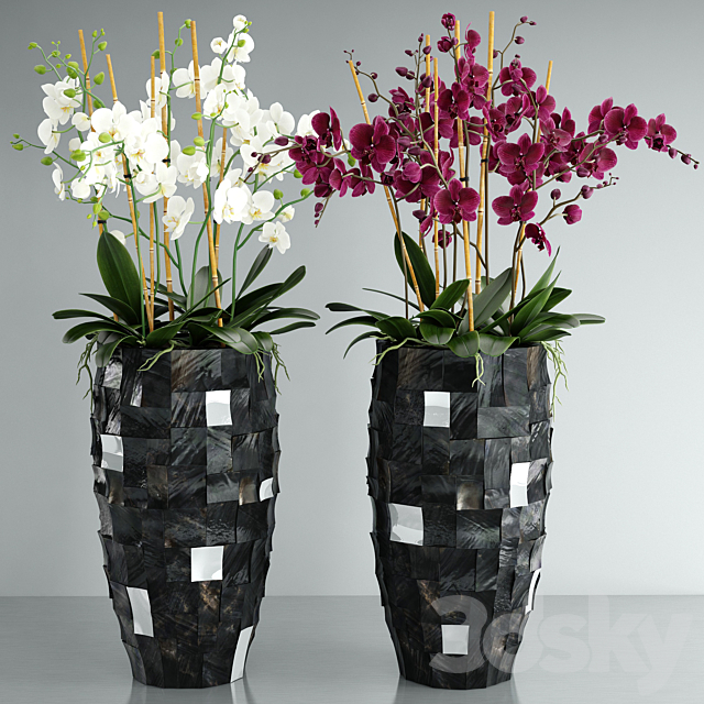 Orchid 6 3DSMax File - thumbnail 1