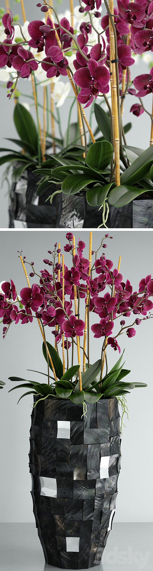 Orchid 6 3DSMax File - thumbnail 2