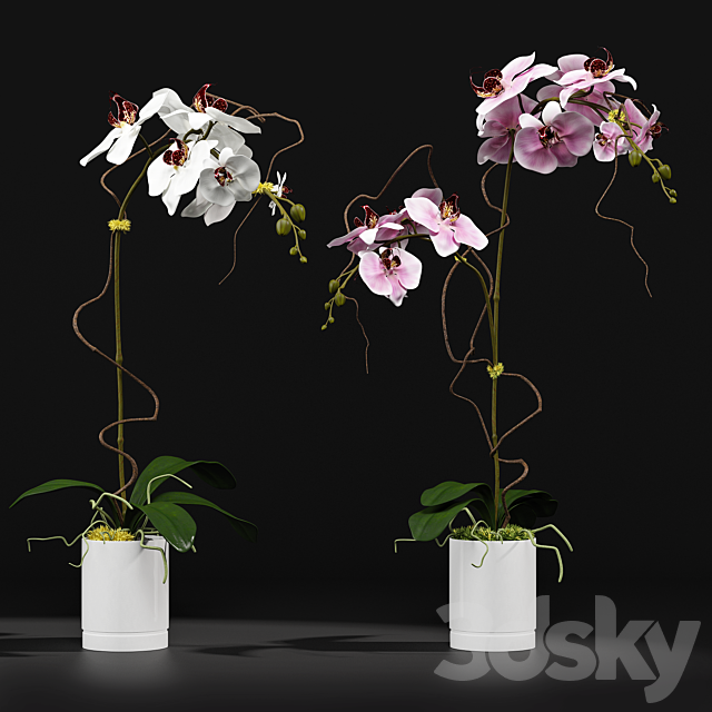 Orchid 8 3DSMax File - thumbnail 1