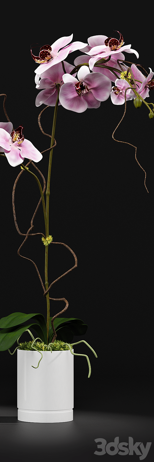 Orchid 8 3DSMax File - thumbnail 3