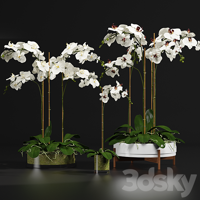 Orchid 9 3DSMax File - thumbnail 1