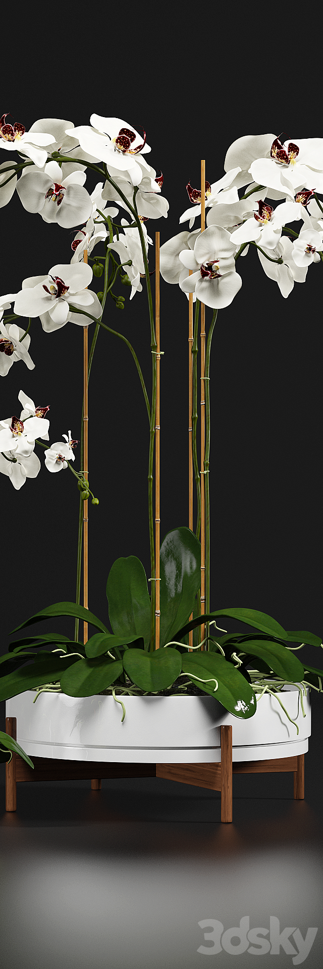 Orchid 9 3DSMax File - thumbnail 2