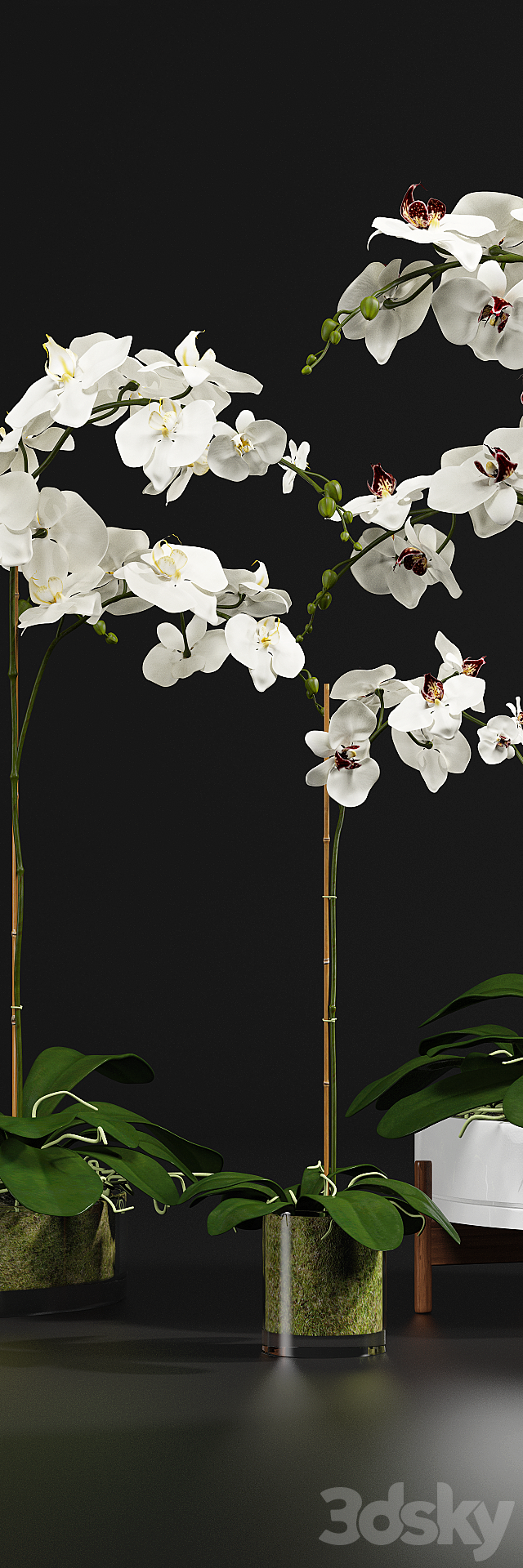 Orchid 9 3DSMax File - thumbnail 3