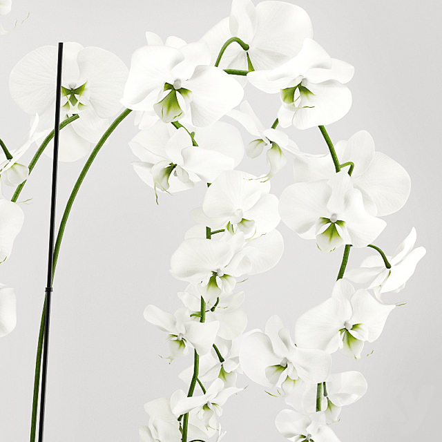 Orchid arrangement 2 3DS Max Model - thumbnail 2