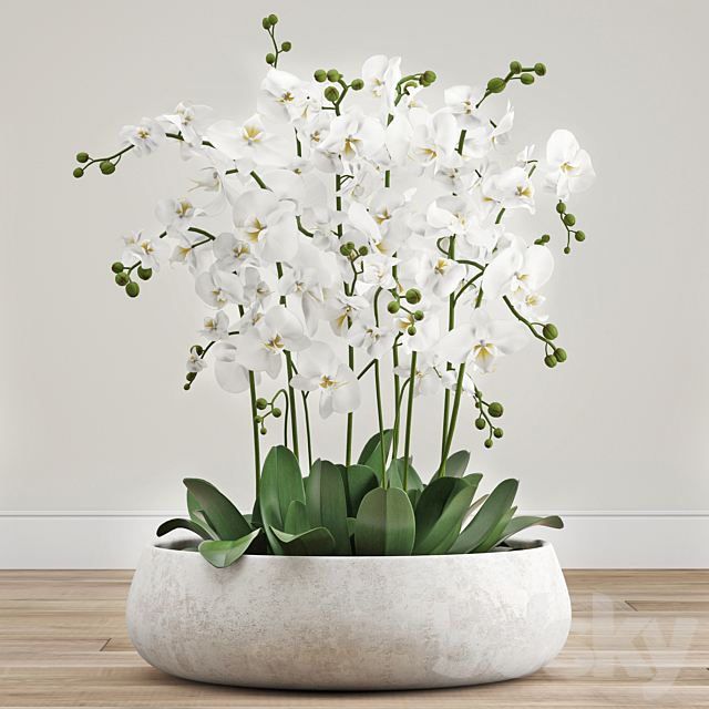 Orchid arrangement 3ds Max - thumbnail 1