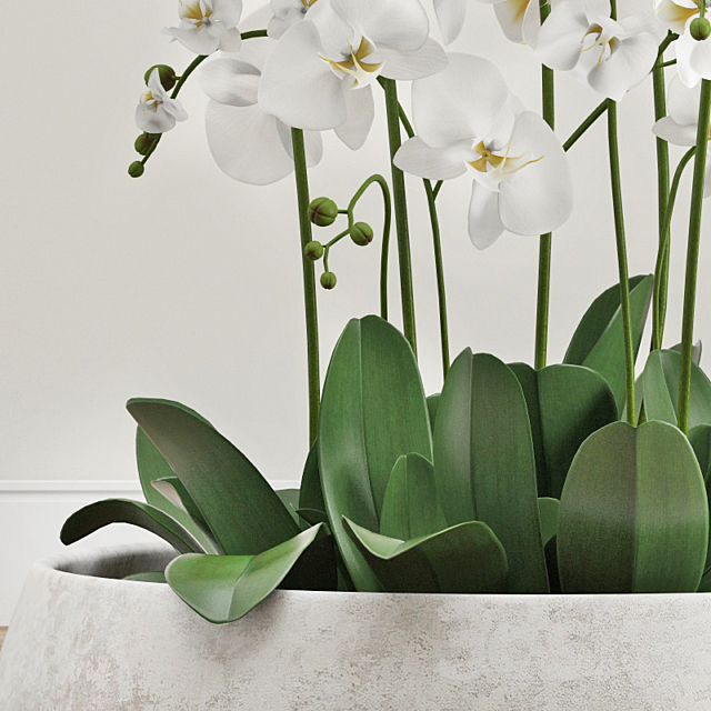 Orchid arrangement 3ds Max - thumbnail 2