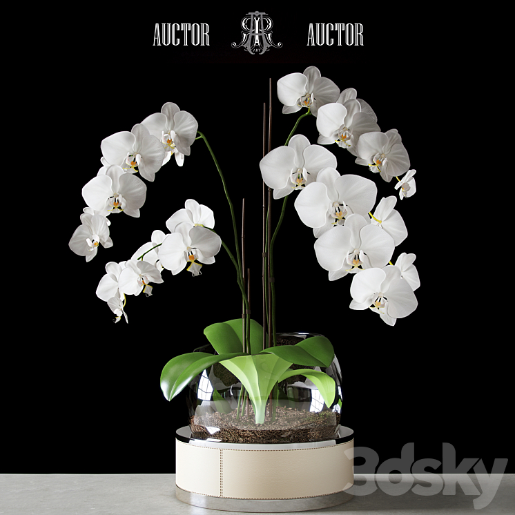 Orchid ART Auctor 3DS Max - thumbnail 1