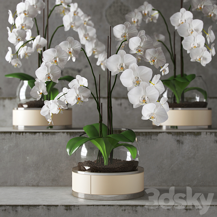 Orchid ART Auctor 3DS Max - thumbnail 2