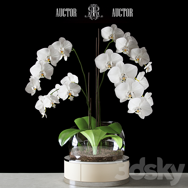 Orchid ART Auctor 3DSMax File - thumbnail 1