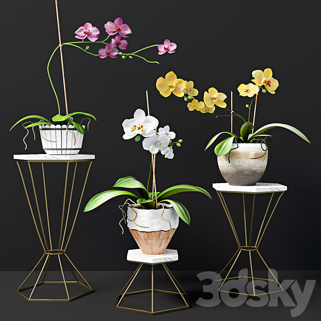 Orchid flowers 3DS Max Model - thumbnail 1