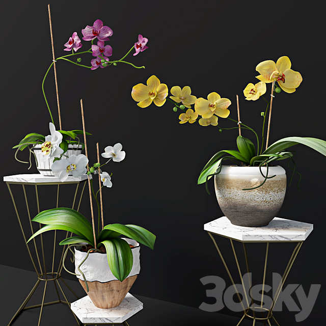 Orchid flowers 3DS Max Model - thumbnail 2