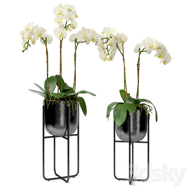 Orchid in a pot 3DS Max Model - thumbnail 1