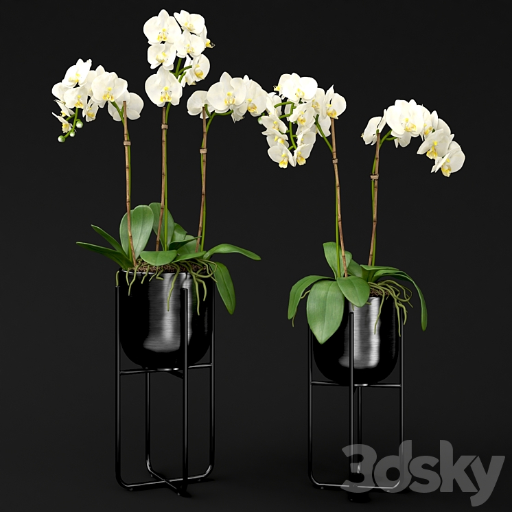 Orchid in a pot 3DS Max Model - thumbnail 2