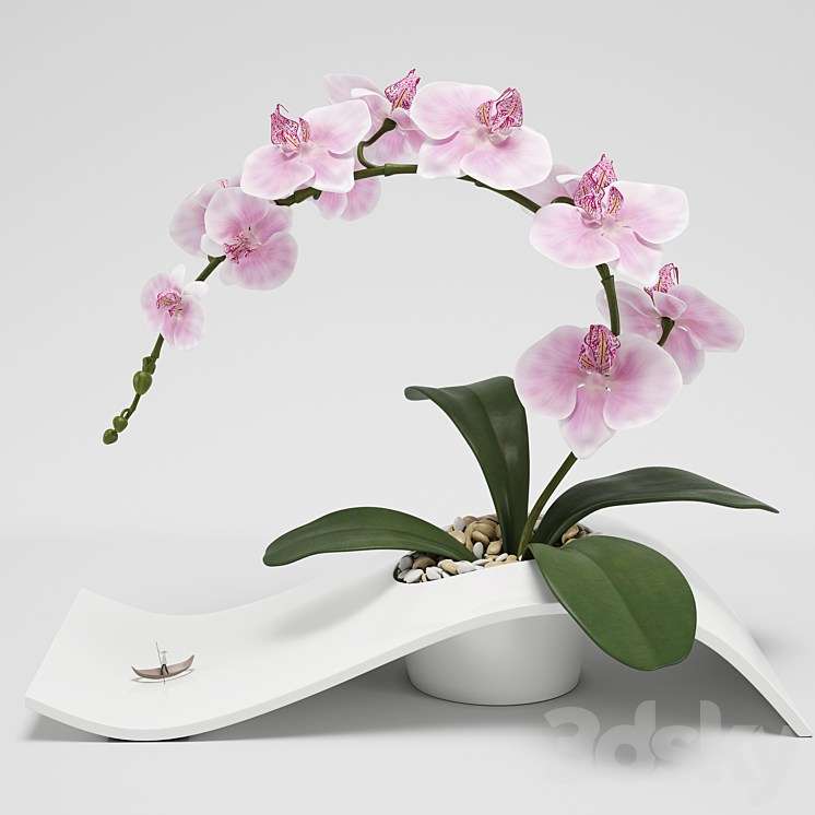 Orchid (phalaenopsis) 3DS Max - thumbnail 1