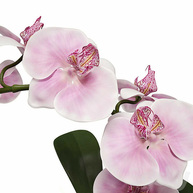 Orchid (phalaenopsis) 3DS Max - thumbnail 2