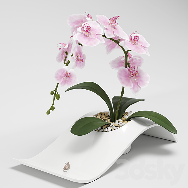 Orchid (phalaenopsis) 3DSMax File - thumbnail 3