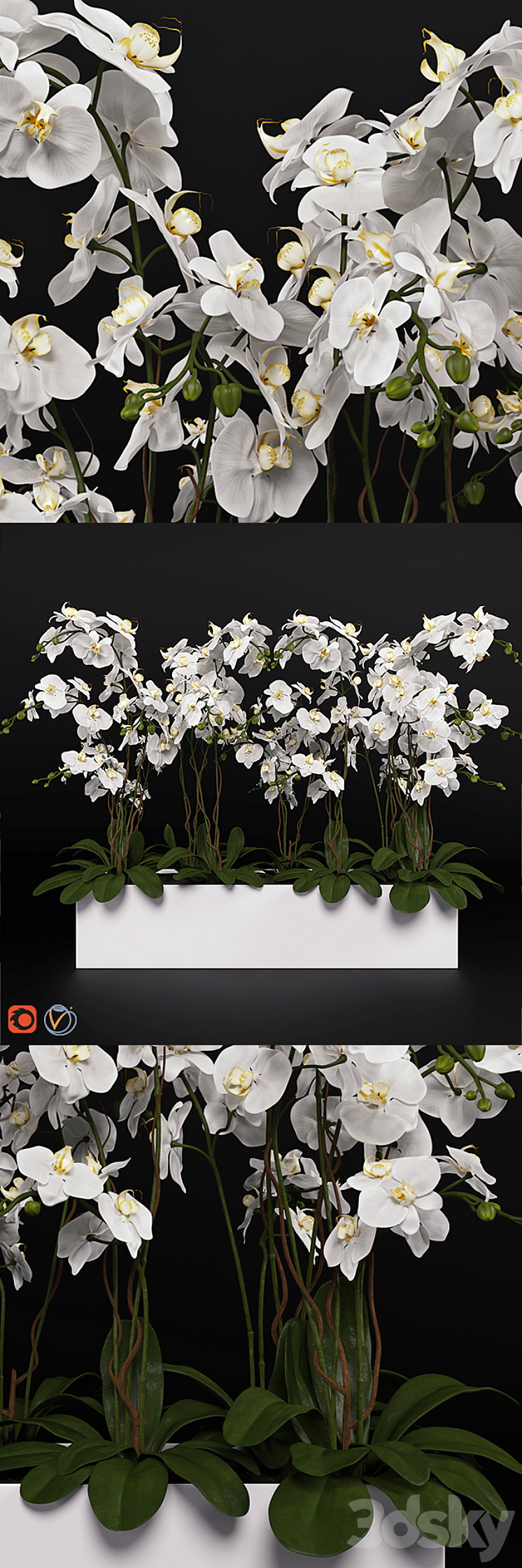 Orchid (phalaenopsis) bouquet 3 3DS Max - thumbnail 1