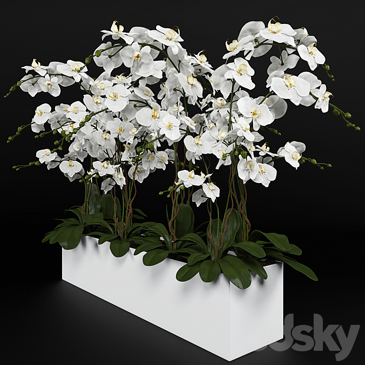 Orchid (phalaenopsis) bouquet 3 3DS Max - thumbnail 2