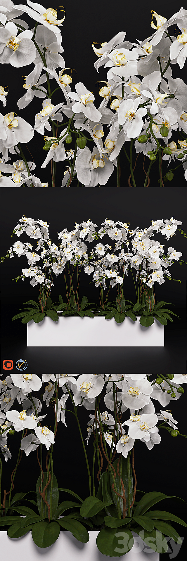 Orchid (phalaenopsis) bouquet 3 3DSMax File - thumbnail 1