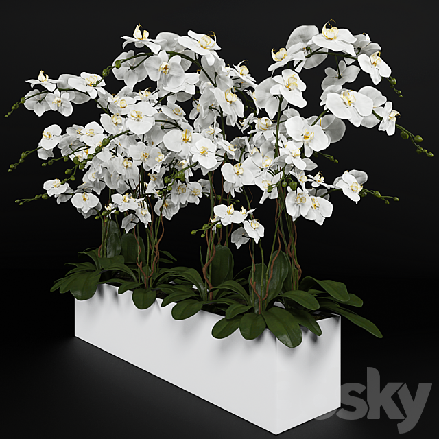 Orchid (phalaenopsis) bouquet 3 3DSMax File - thumbnail 2