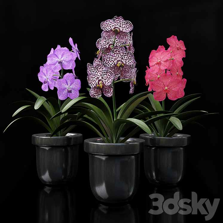 Orchid Vanda 3DS Max - thumbnail 1