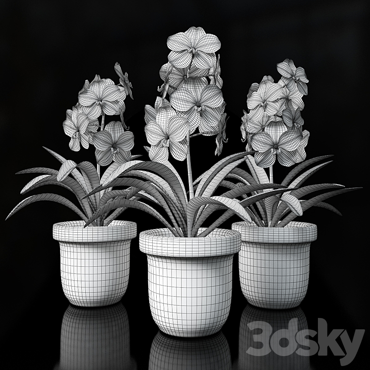 Orchid Vanda 3DS Max - thumbnail 2