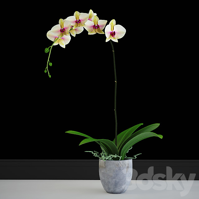 Orchid yellow classic 3ds Max - thumbnail 1